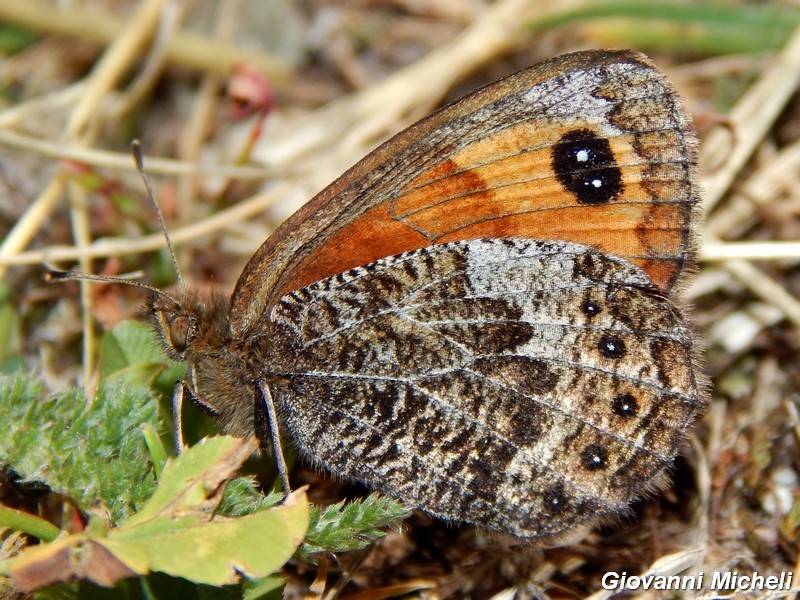 Erebidae da ID